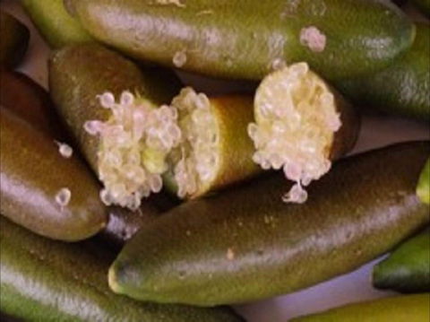 Sandy Creek Olives And Finger Limes - New South Wales Tourism  0