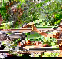 Jaques Coffee Plantation - New South Wales Tourism 