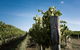 Tamburlaine Organic Wines Millthorpe Cellar Door - thumb 2