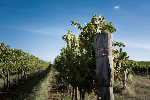 Tamburlaine Organic Wines Millthorpe Cellar Door - New South Wales Tourism  2