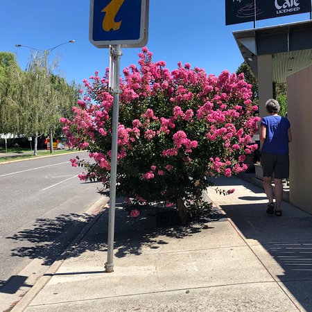 Alpine Gate Cafe - New South Wales Tourism  0