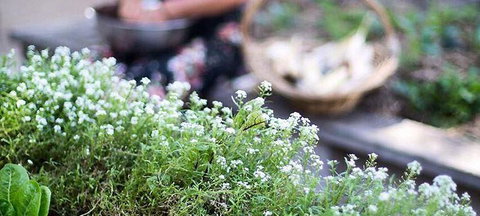 Harvest - New South Wales Tourism  0