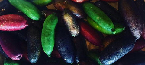 Harvest - New South Wales Tourism  3