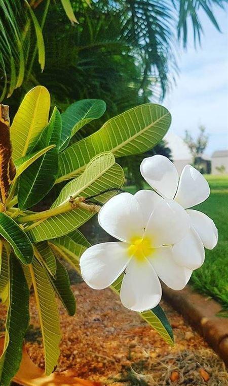 Papou's Kitchen Cafe - New South Wales Tourism  4