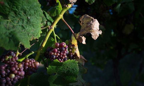 Currency Creek Winery Restaurant - New South Wales Tourism  10