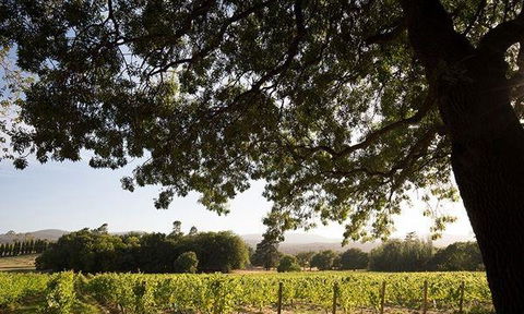 Currency Creek Winery Restaurant - New South Wales Tourism  11