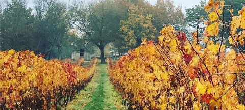 Currency Creek Winery Restaurant - New South Wales Tourism  2