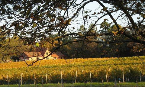 Currency Creek Winery Restaurant - New South Wales Tourism  5