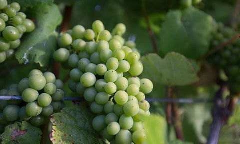 Currency Creek Winery Restaurant - New South Wales Tourism  6