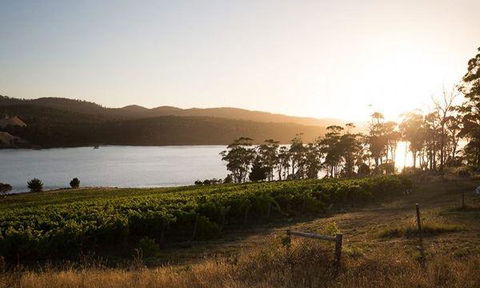 Currency Creek Winery Restaurant - New South Wales Tourism  8