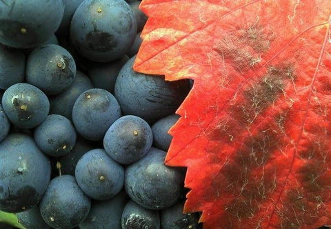 Zorbas Pizza - New South Wales Tourism  1