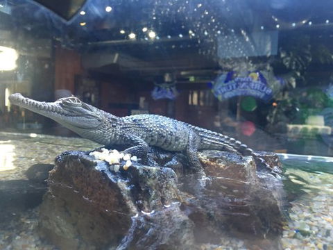 Tim’s Surf ‘n’ Turf - New South Wales Tourism  0