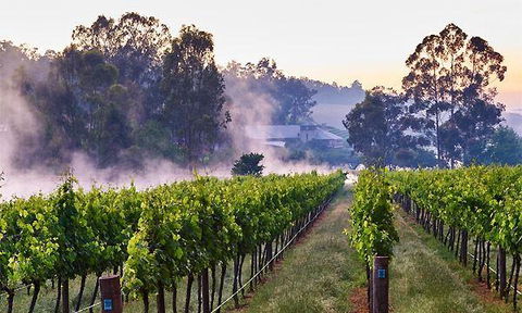 Millbrook Winery Restaurant - New South Wales Tourism  1