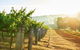 Millbrook Winery Restaurant - thumb 7
