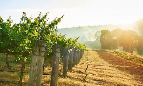 Millbrook Winery Restaurant - New South Wales Tourism  7