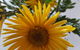 Secret Garden Cafe & Patisserie - thumb 1