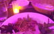Vu's Vietnamese Cafe Restaurant - thumb 4