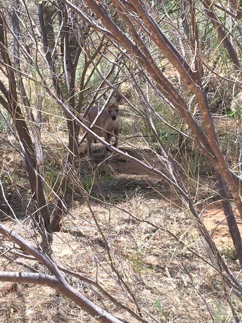 Bean Tree Cafe - New South Wales Tourism  1