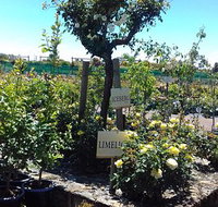 Roworth Rose Nursery - New South Wales Tourism 