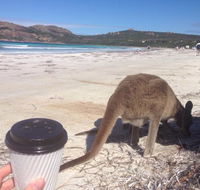 Lucky Bean - New South Wales Tourism 