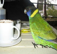 cafe on the dam - New South Wales Tourism 