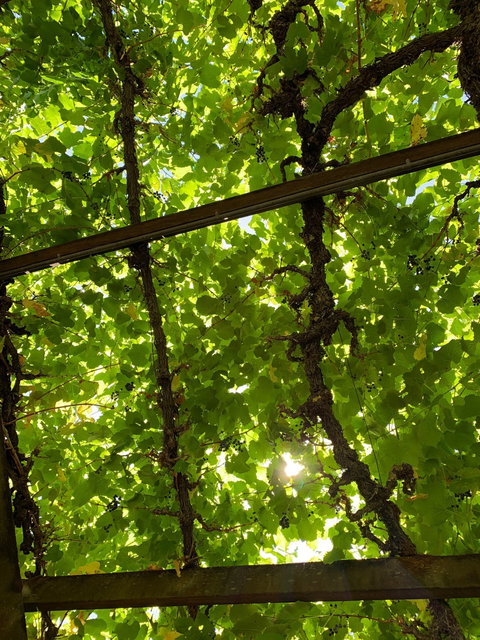 Vintner's Bar And Grill - New South Wales Tourism  6
