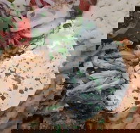 Ena Greek Street Food - New South Wales Tourism 