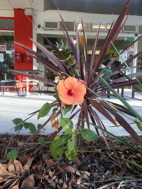 Zesty Lemon Cafe - New South Wales Tourism  1