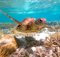 Heron Island Resort - New South Wales Tourism 