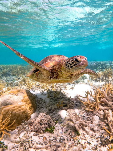 Heron Island Resort - New South Wales Tourism  0