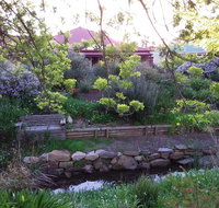 Frog Song at Willunga