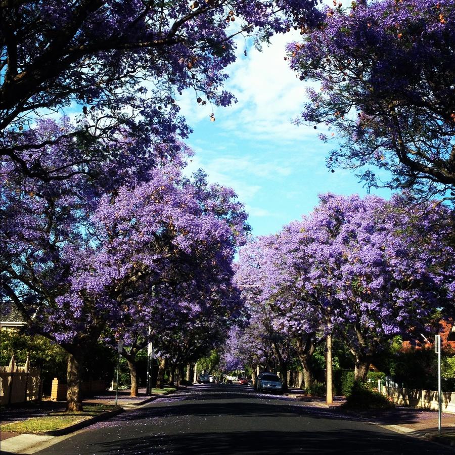 Goodwood SA New South Wales Tourism 