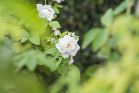 Garden City Motor Inn - New South Wales Tourism  40