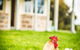 Barossa Vineyard Cottages - thumb 39