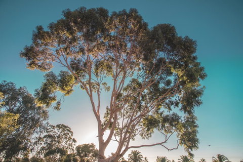 Seppelts View Cabins - New South Wales Tourism  24