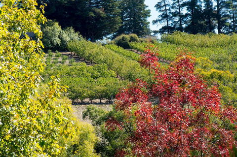 The Manor Basket Range - New South Wales Tourism  16
