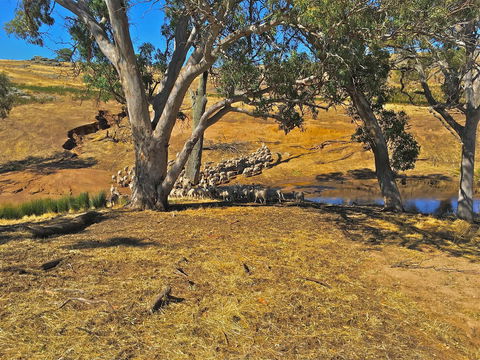 Rabbiters Hut - New South Wales Tourism  22