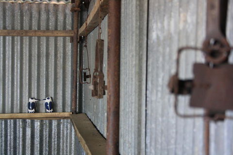 Rabbiters Hut - New South Wales Tourism  11