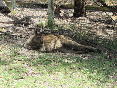 Lazy Days Cottage - Victor Harbor - New South Wales Tourism  11