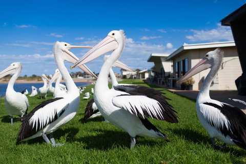 Modra\'s Apartments - New South Wales Tourism  13