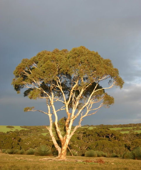 Ecopia Retreat - New South Wales Tourism  24