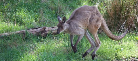 Longwood Retreat - New South Wales Tourism  36