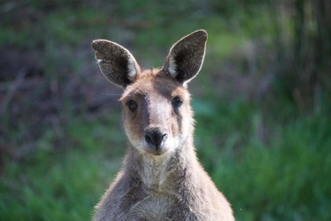 Longwood Retreat - New South Wales Tourism  35