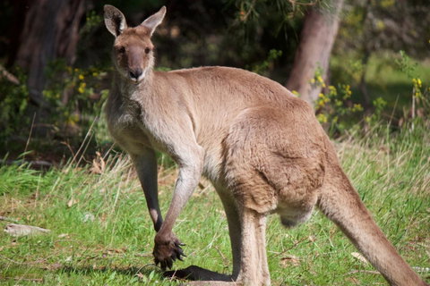 Longwood Retreat - New South Wales Tourism  34