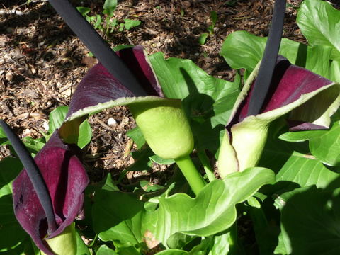 Country Bakehouse Accommodation - New South Wales Tourism  19