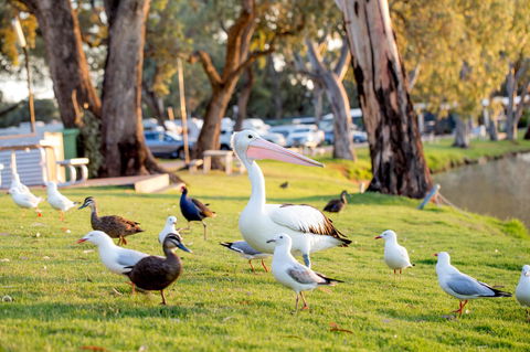 BIG4 Renmark Riverfront Holiday Park - New South Wales Tourism  9