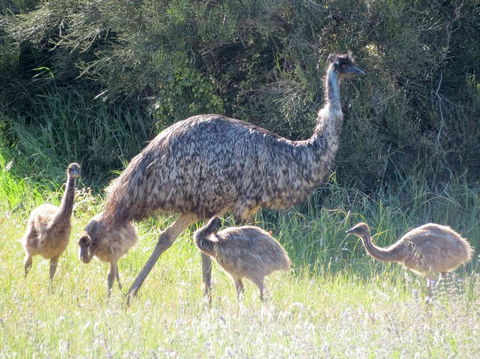 Edge Of Innes - New South Wales Tourism  13