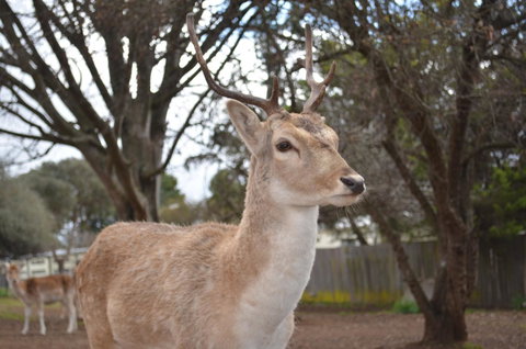 Deer Park Motor Inn Armidale - New South Wales Tourism  22