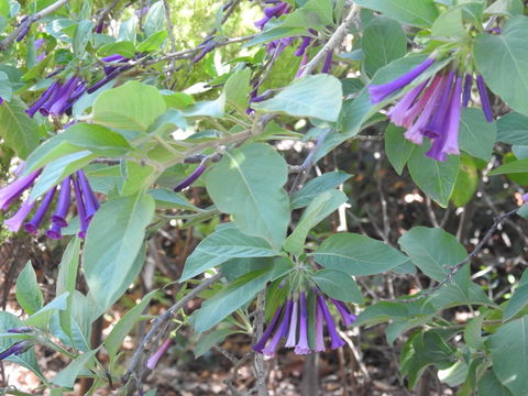 A Secret Garden - New South Wales Tourism  11