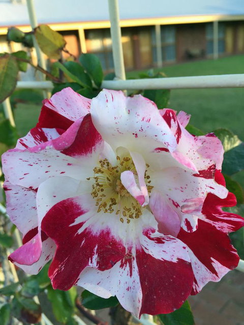 Coonawarra Place Motor Inn - New South Wales Tourism  4